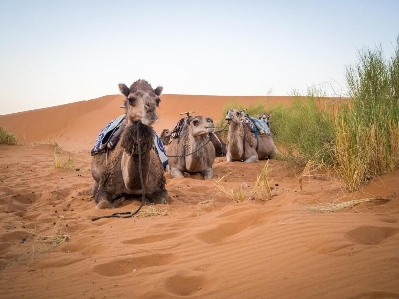 Aladdin Merzouga Camp Экстерьер фото